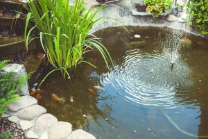 hybridwood-fish-pond-01